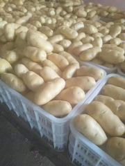 Fresh Premium Potatoes  – product photo 2, product detail gallery